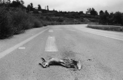 ברוך רפיח שועל.jpg