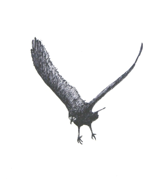 יוסף שליין רישום