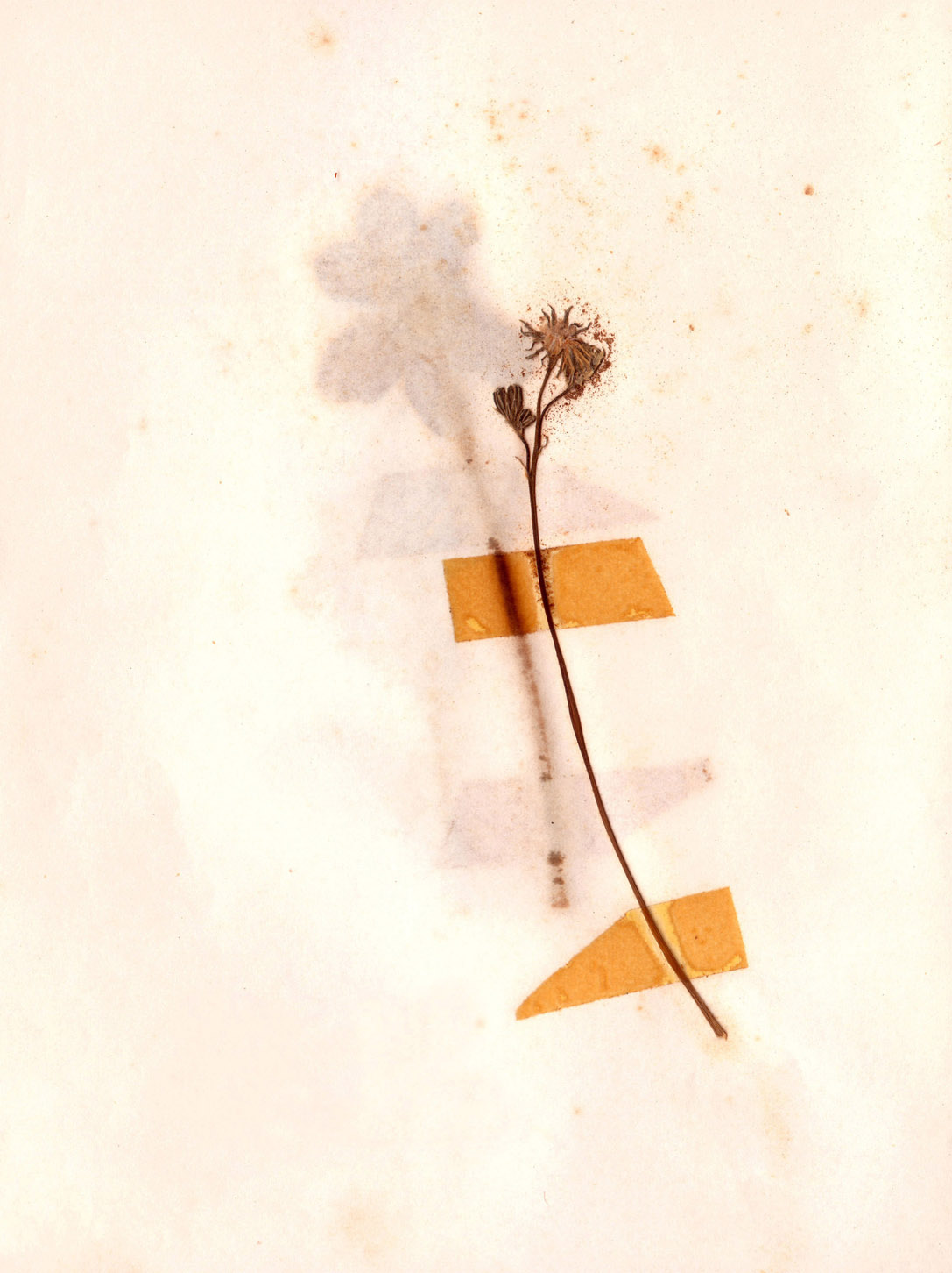 לילך בר עמי