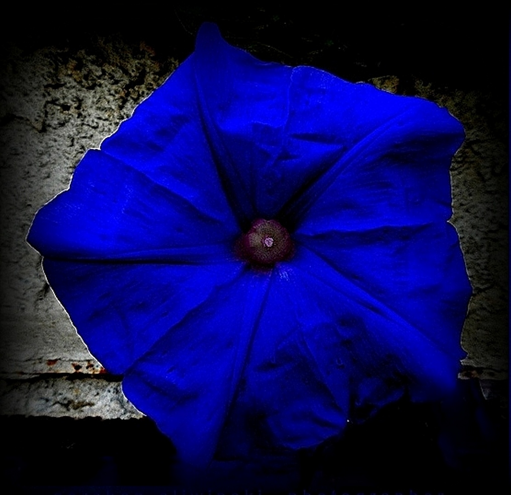 Convolvulus L. 15.11.15