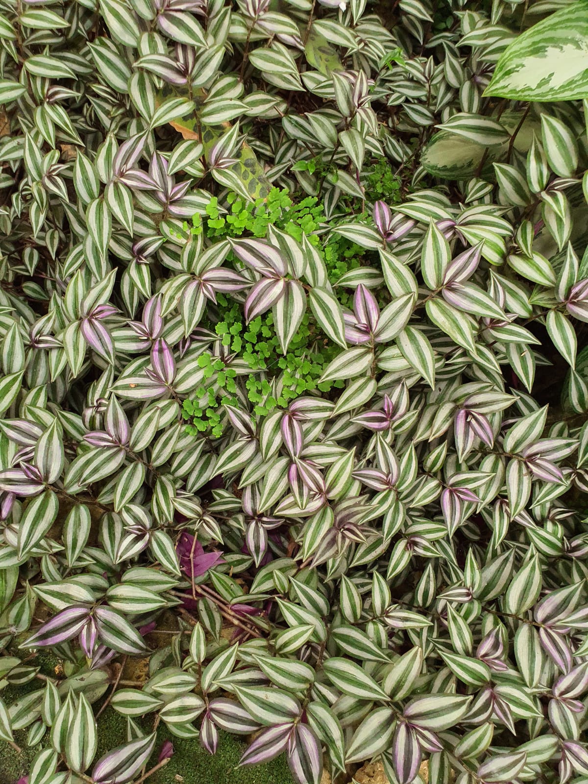Tradescantia Zebrina